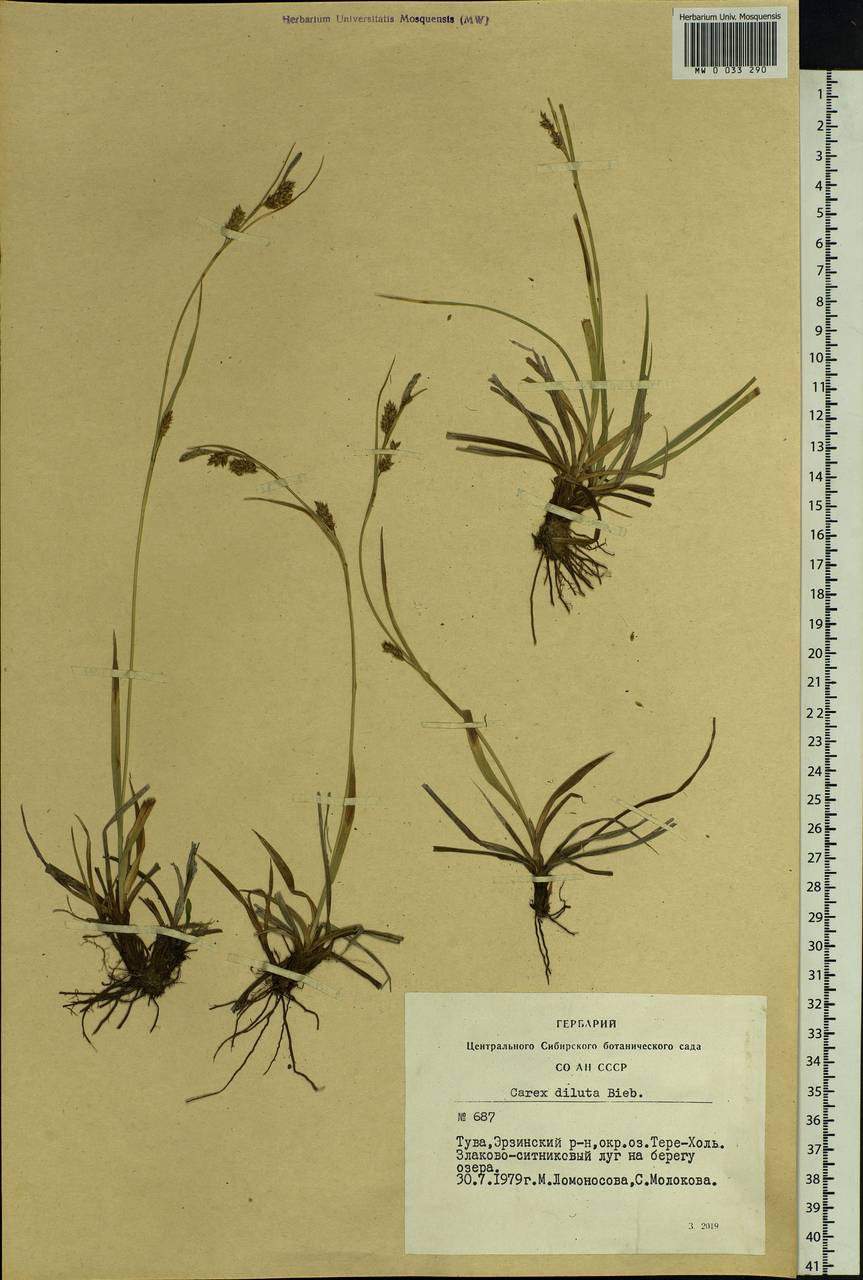 Carex diluta M.Bieb., Siberia, Altai & Sayany Mountains (S2) (Russia)