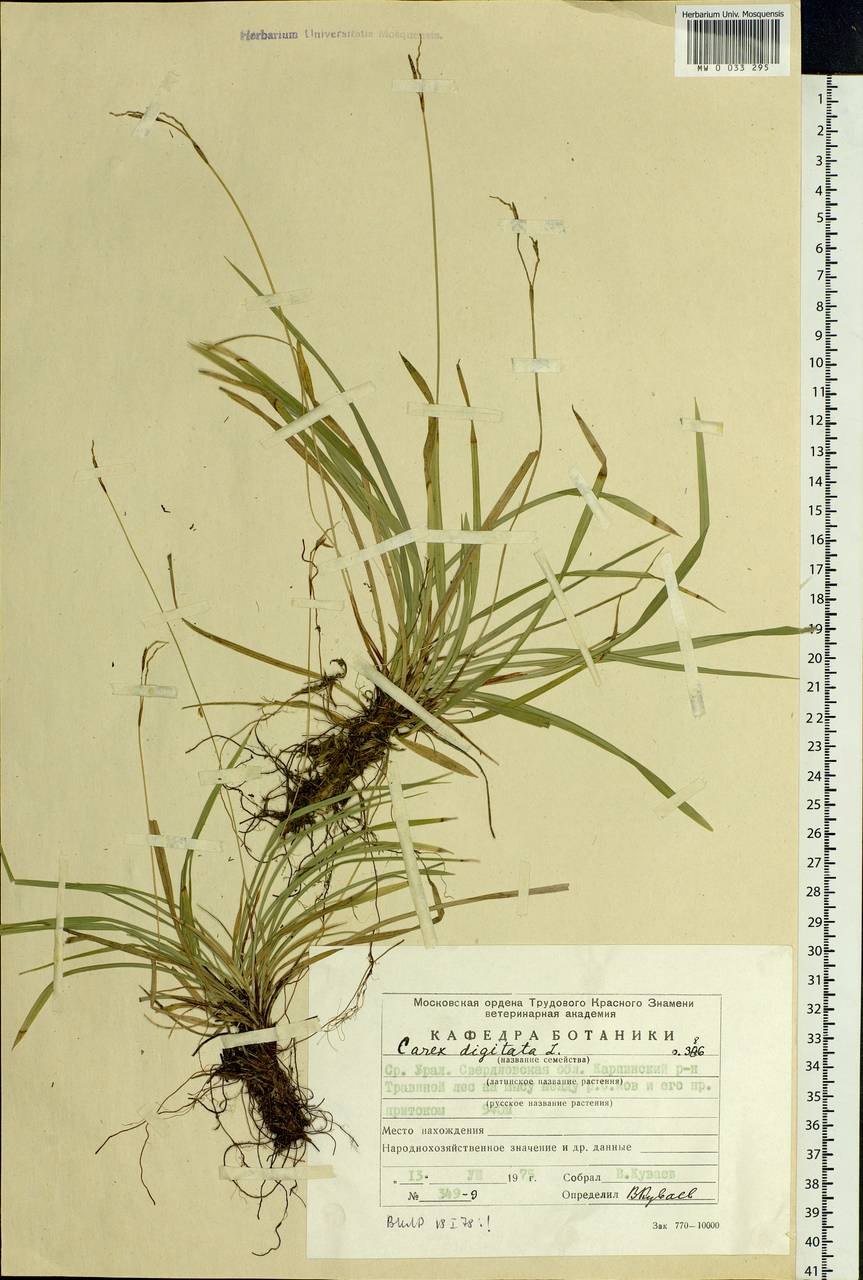 Carex digitata L., Eastern Europe, Eastern region (E10) (Russia)