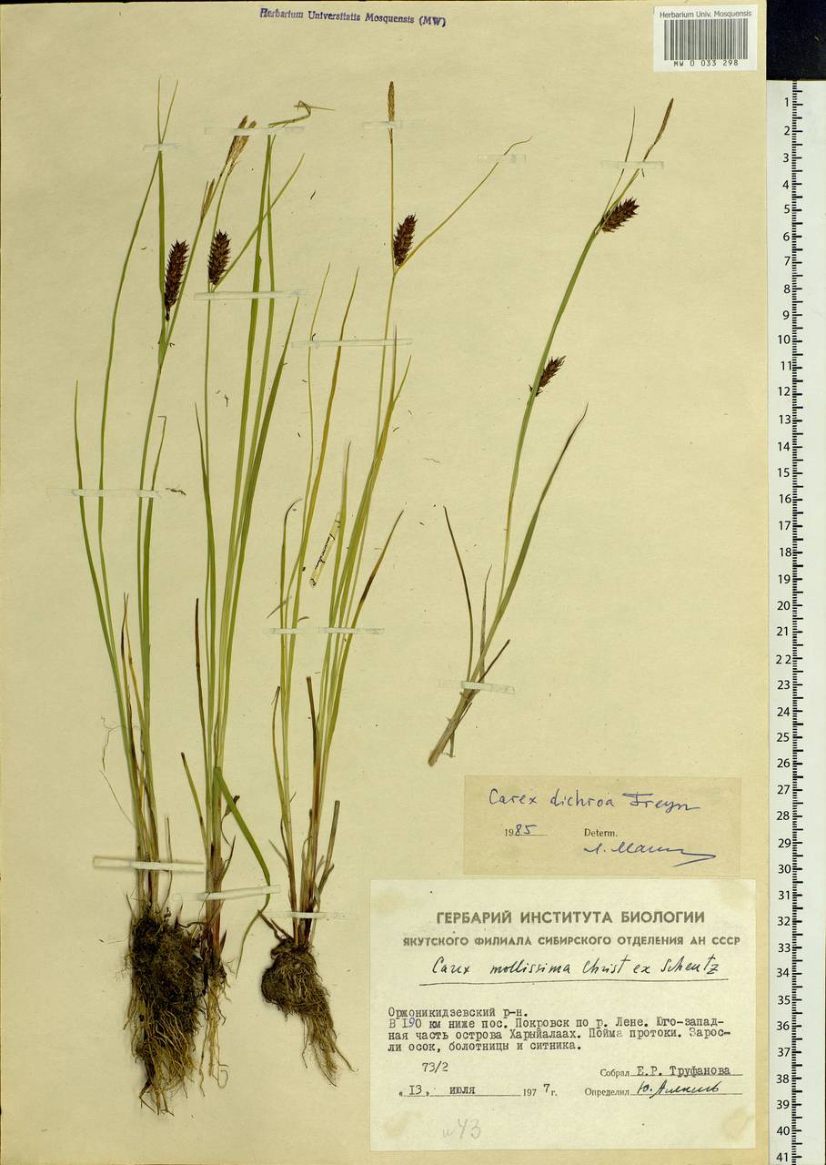 Carex pamirensis subsp. dichroa Malyschev, Siberia, Yakutia (S5) (Russia)