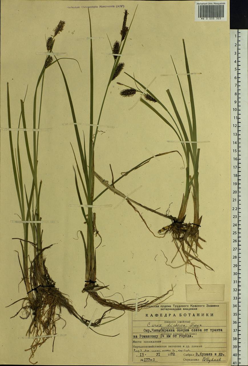 Carex pamirensis subsp. dichroa Malyschev, Siberia, Baikal & Transbaikal region (S4) (Russia)