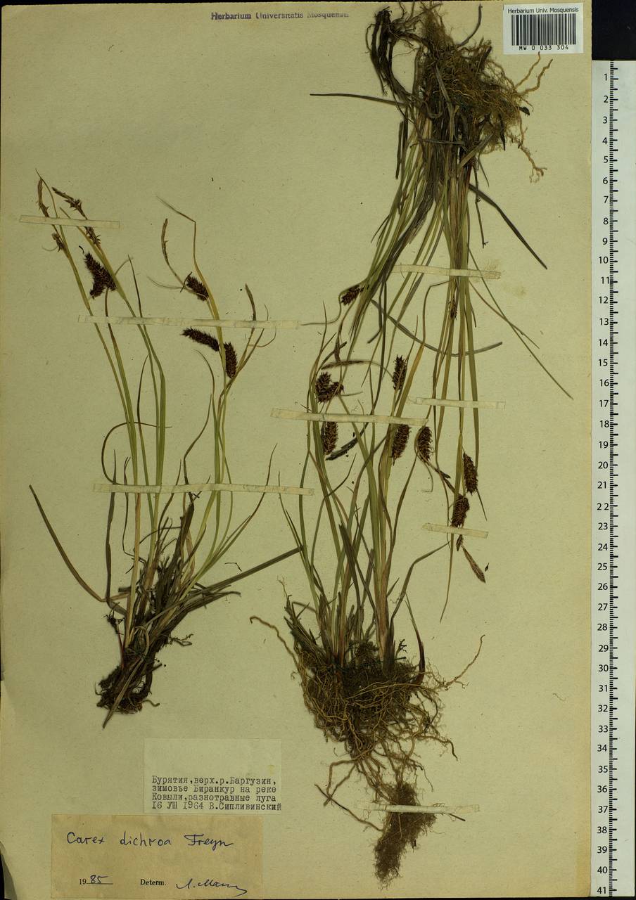 Carex pamirensis subsp. dichroa Malyschev, Siberia, Baikal & Transbaikal region (S4) (Russia)