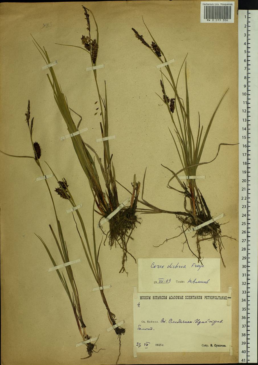 Carex pamirensis subsp. dichroa Malyschev, Siberia, Baikal & Transbaikal region (S4) (Russia)