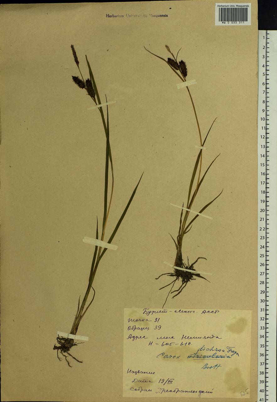 Carex pamirensis subsp. dichroa Malyschev, Siberia, Baikal & Transbaikal region (S4) (Russia)