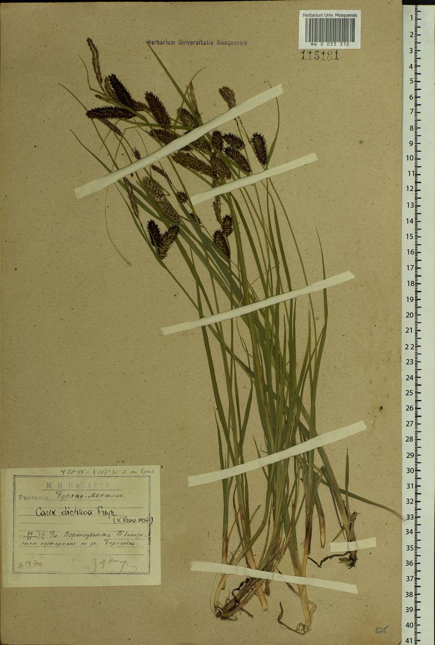 Carex pamirensis subsp. dichroa Malyschev, Siberia, Baikal & Transbaikal region (S4) (Russia)