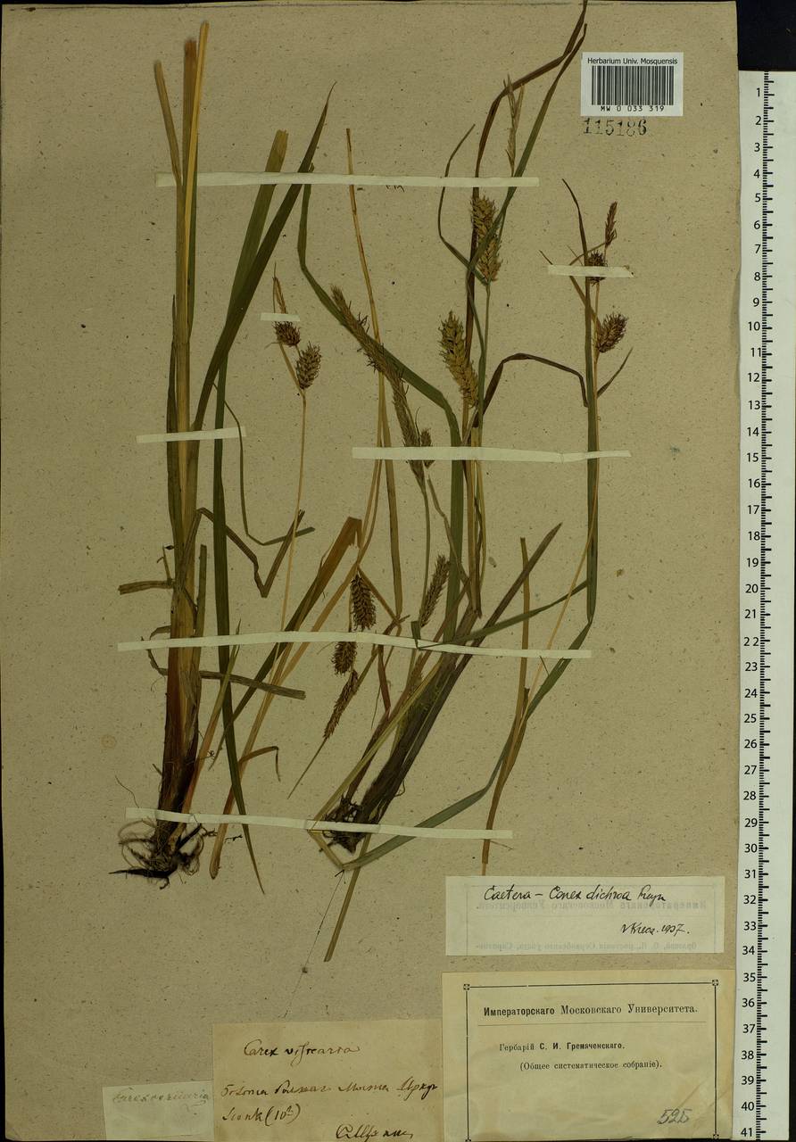 Carex pamirensis subsp. dichroa Malyschev, Siberia, Baikal & Transbaikal region (S4) (Russia)