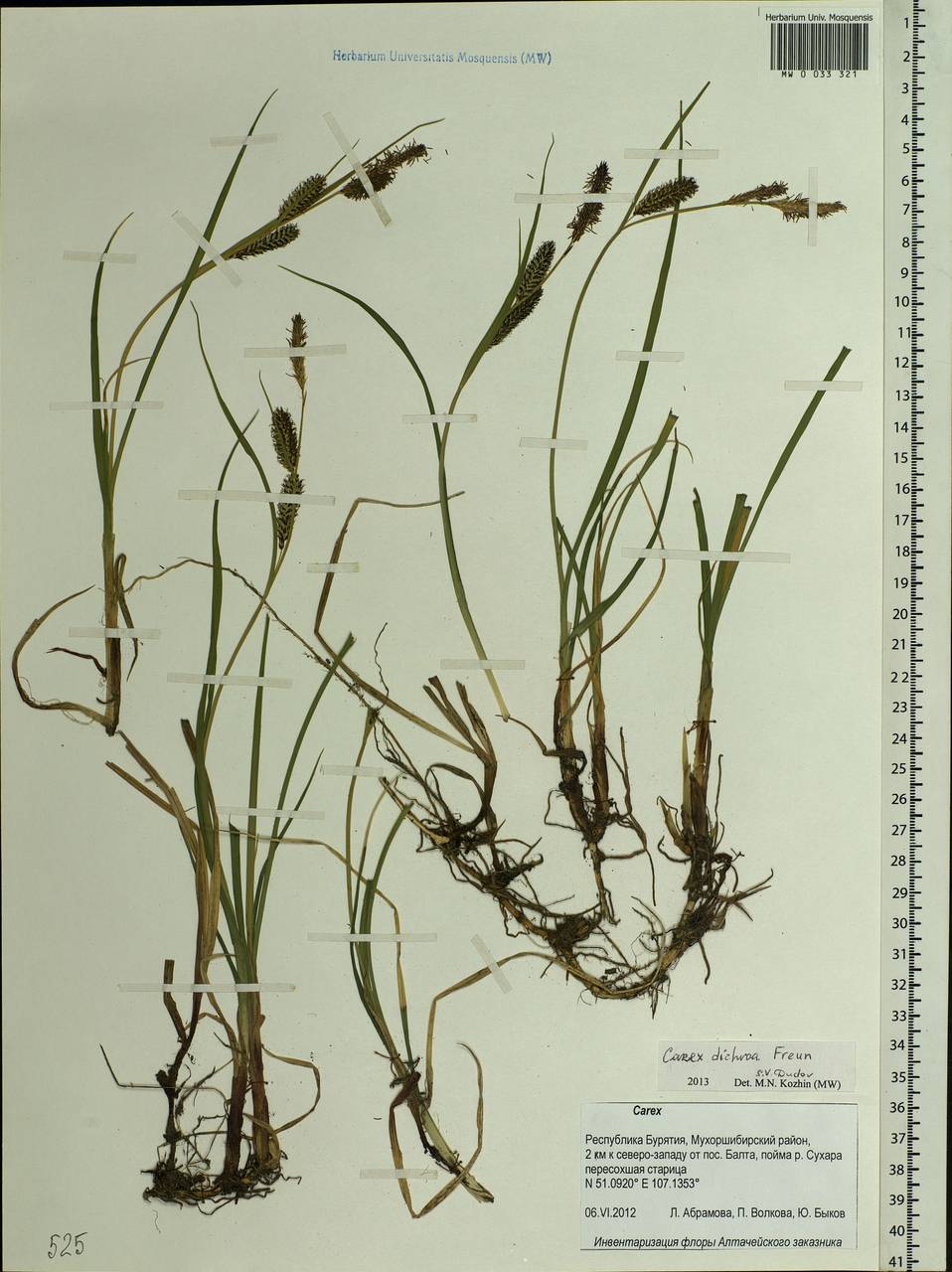 Carex pamirensis subsp. dichroa Malyschev, Siberia, Baikal & Transbaikal region (S4) (Russia)