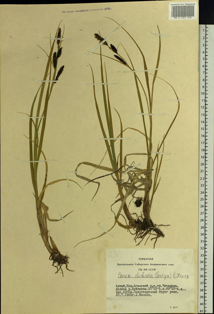Carex pamirensis subsp. dichroa Malyschev, Siberia, Altai & Sayany Mountains (S2) (Russia)