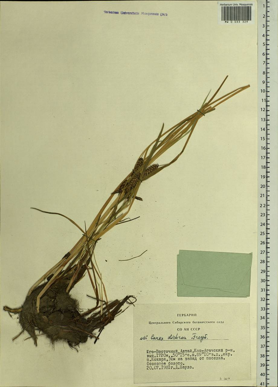 Carex pamirensis subsp. dichroa Malyschev, Siberia, Altai & Sayany Mountains (S2) (Russia)