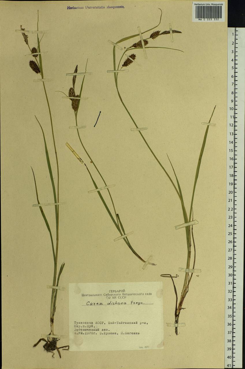 Carex pamirensis subsp. dichroa Malyschev, Siberia, Altai & Sayany Mountains (S2) (Russia)