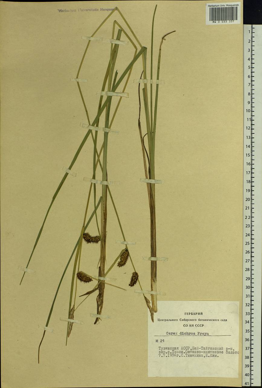 Carex pamirensis subsp. dichroa Malyschev, Siberia, Altai & Sayany Mountains (S2) (Russia)