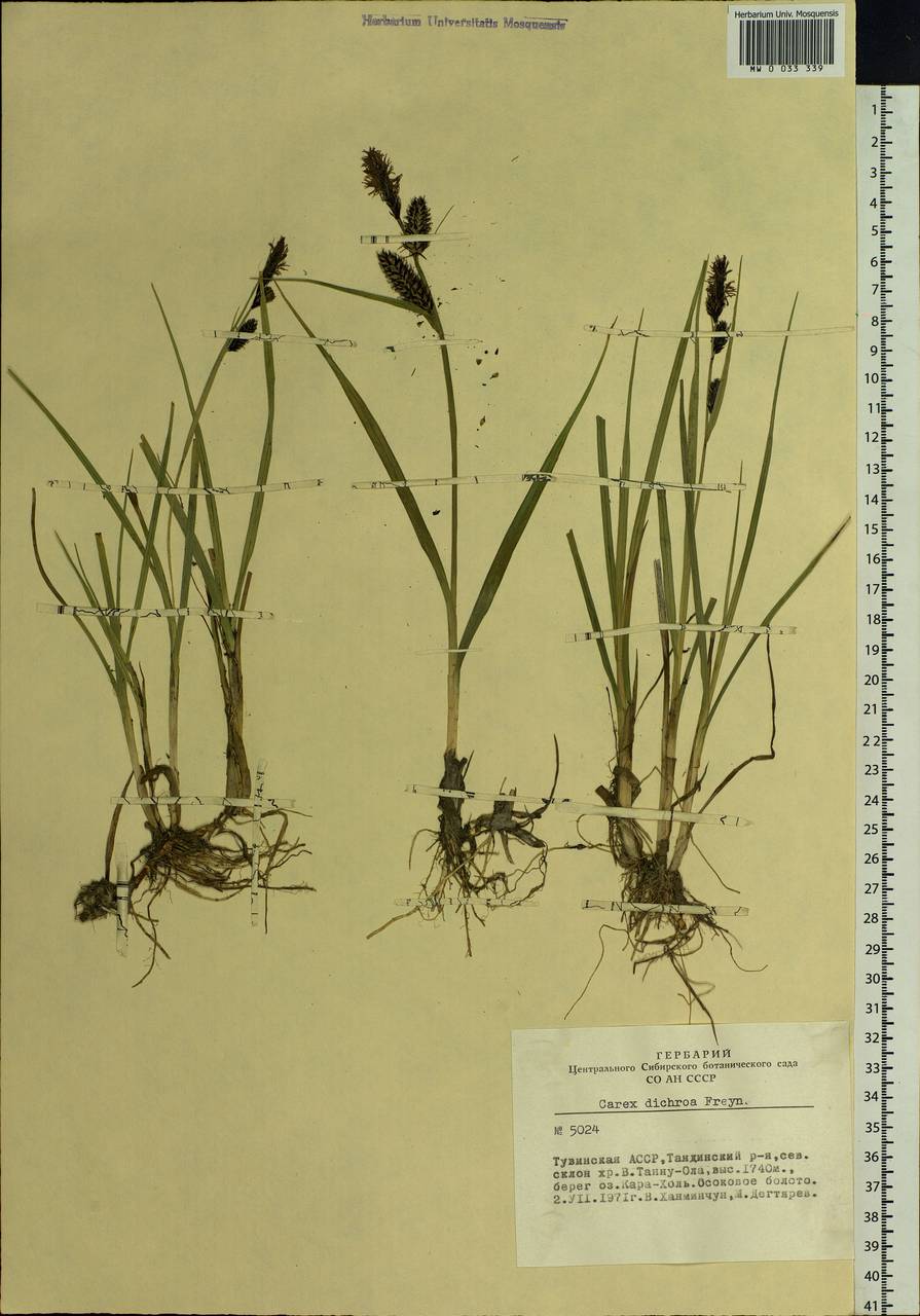 Carex pamirensis subsp. dichroa Malyschev, Siberia, Altai & Sayany Mountains (S2) (Russia)