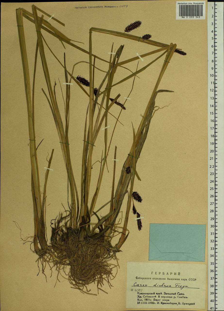 Carex pamirensis subsp. dichroa Malyschev, Siberia, Altai & Sayany Mountains (S2) (Russia)