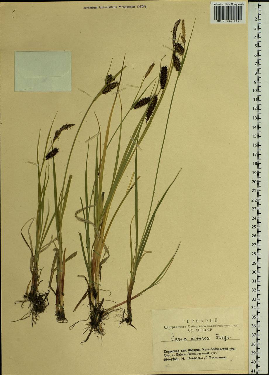 Carex pamirensis subsp. dichroa Malyschev, Siberia, Altai & Sayany Mountains (S2) (Russia)