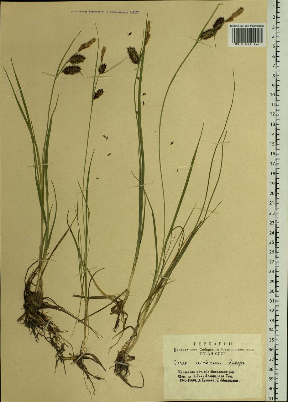 Carex pamirensis subsp. dichroa Malyschev, Siberia, Altai & Sayany Mountains (S2) (Russia)