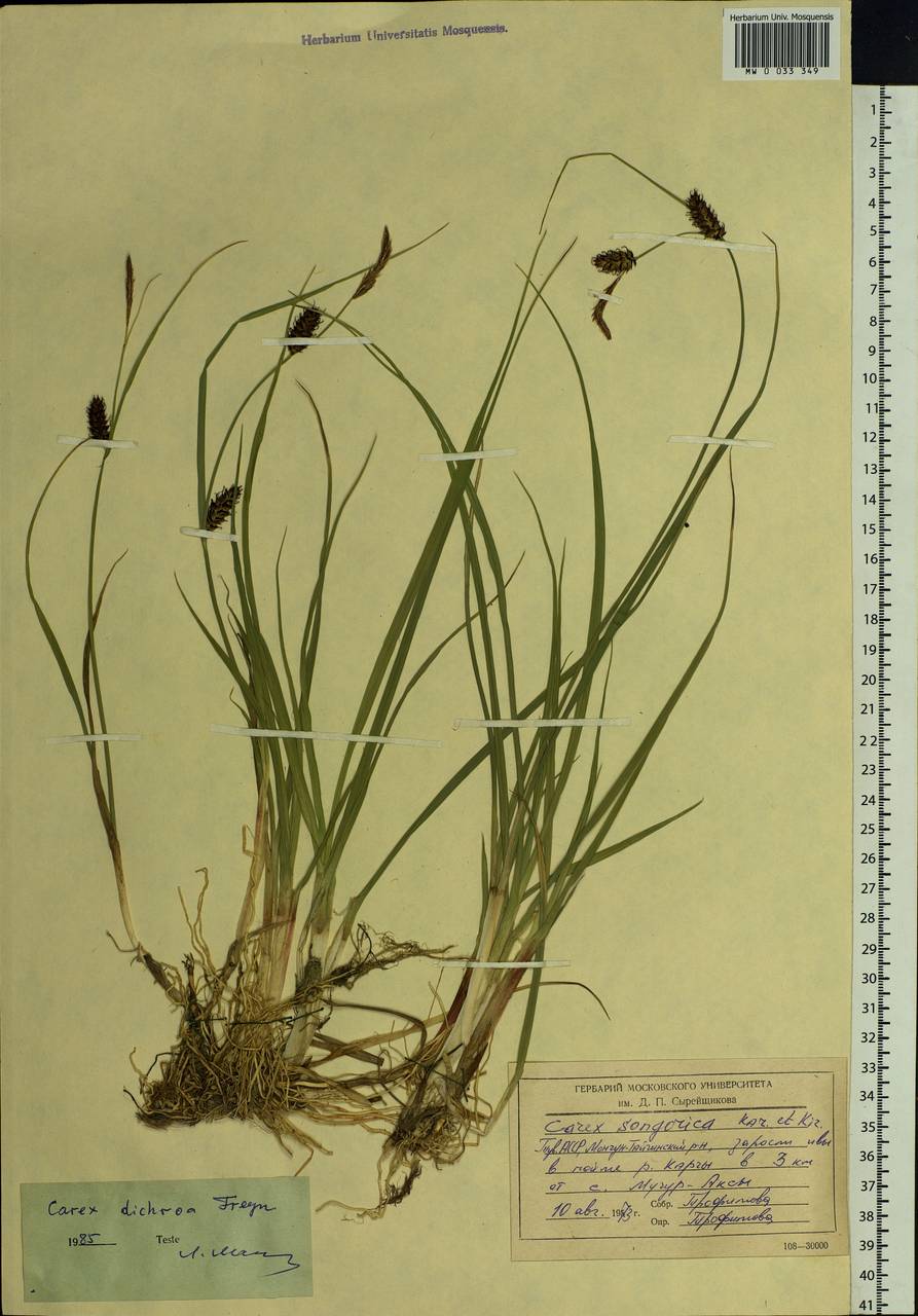 Carex pamirensis subsp. dichroa Malyschev, Siberia, Altai & Sayany Mountains (S2) (Russia)