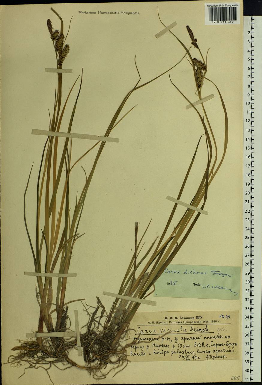 Carex pamirensis subsp. dichroa Malyschev, Siberia, Altai & Sayany Mountains (S2) (Russia)