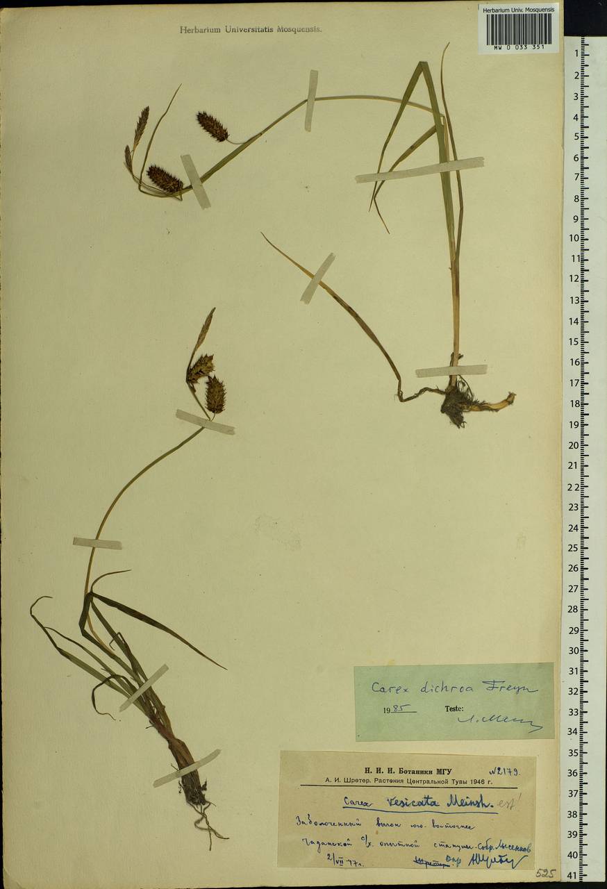 Carex pamirensis subsp. dichroa Malyschev, Siberia, Altai & Sayany Mountains (S2) (Russia)