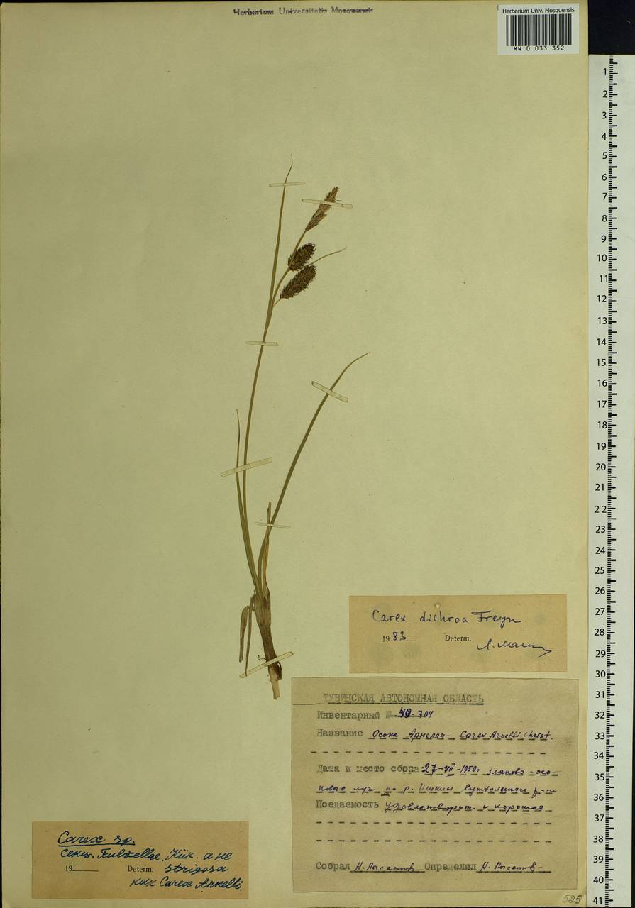 Carex pamirensis subsp. dichroa Malyschev, Siberia, Altai & Sayany Mountains (S2) (Russia)