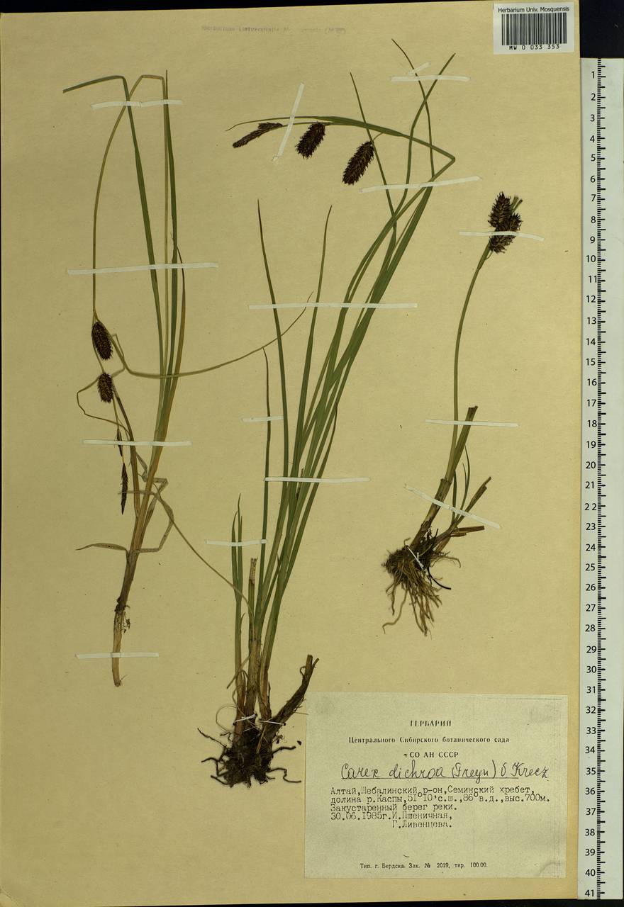 Carex pamirensis subsp. dichroa Malyschev, Siberia, Altai & Sayany Mountains (S2) (Russia)