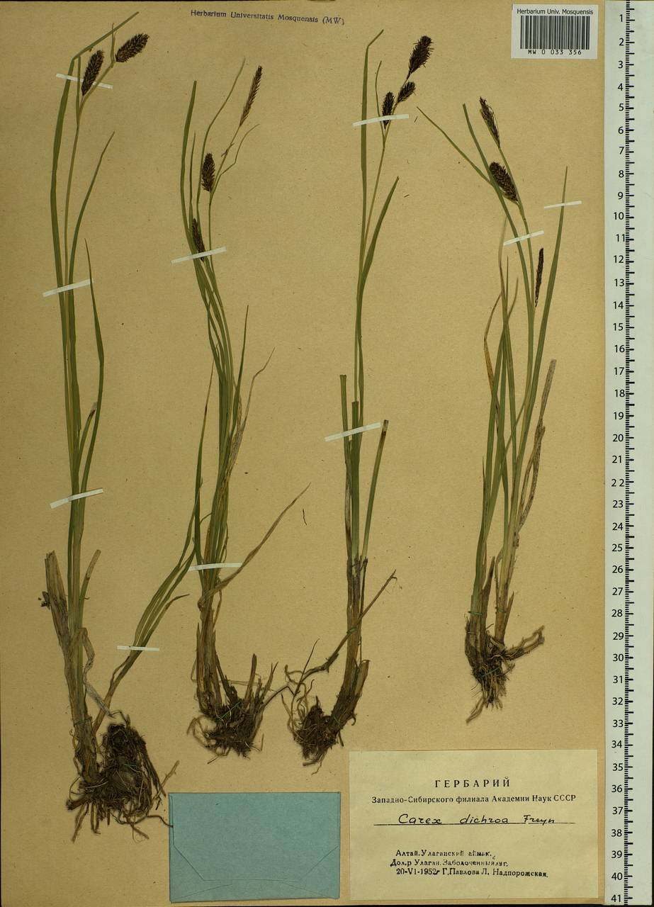 Carex pamirensis subsp. dichroa Malyschev, Siberia, Altai & Sayany Mountains (S2) (Russia)