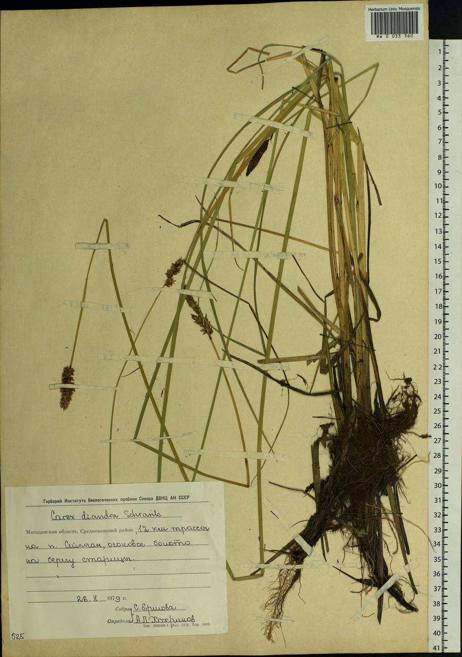 Carex diandra Schrank, Siberia, Chukotka & Kamchatka (S7) (Russia)