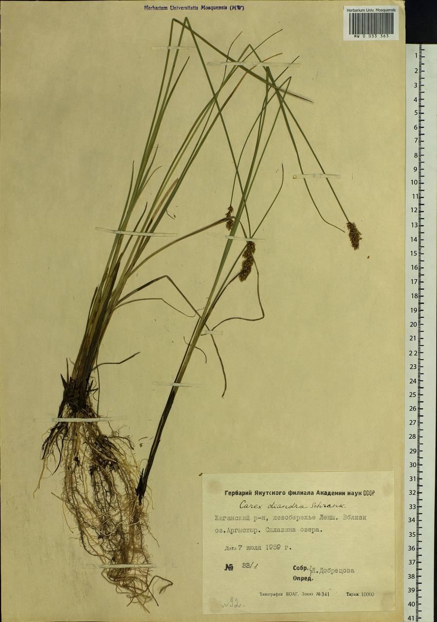 Carex diandra Schrank, Siberia, Yakutia (S5) (Russia)