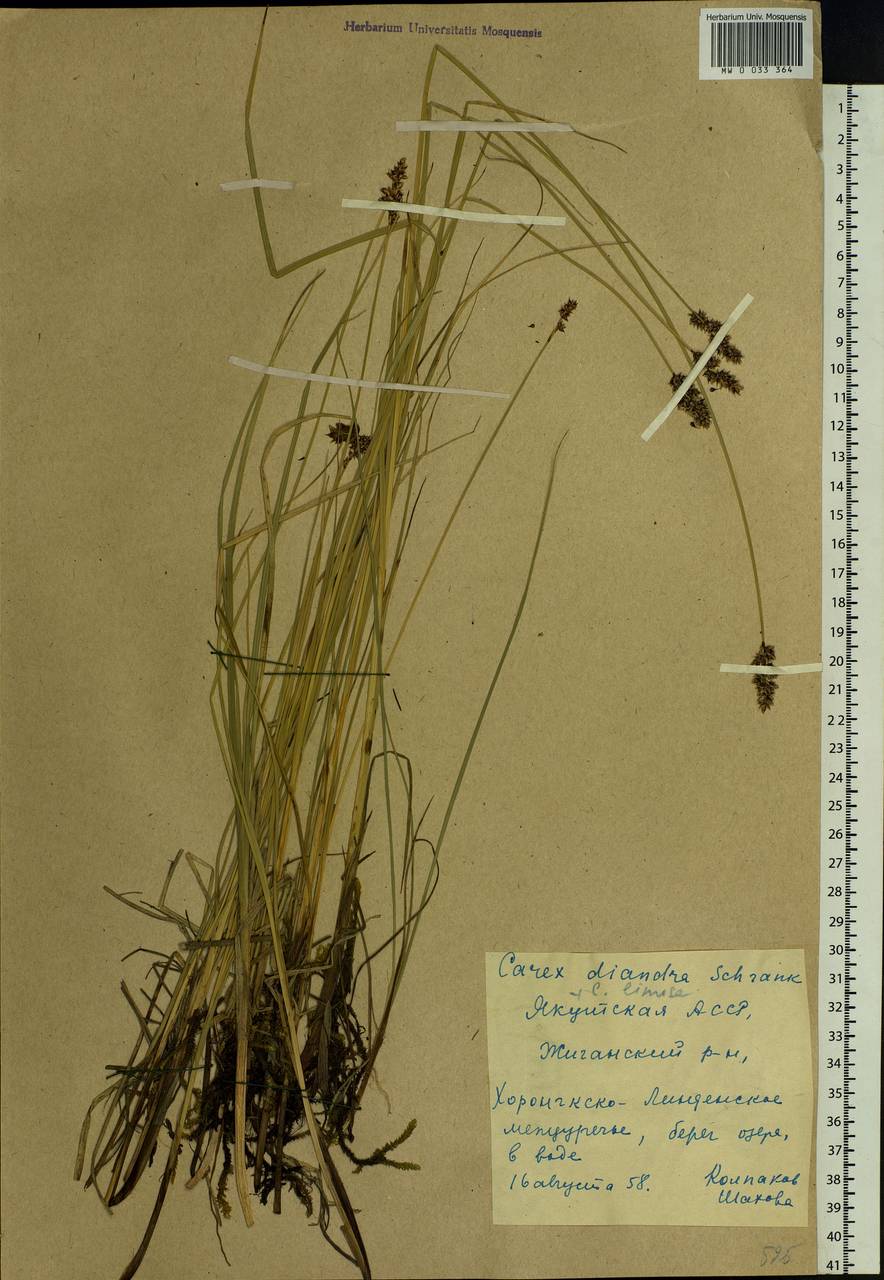 Carex diandra Schrank, Siberia, Yakutia (S5) (Russia)