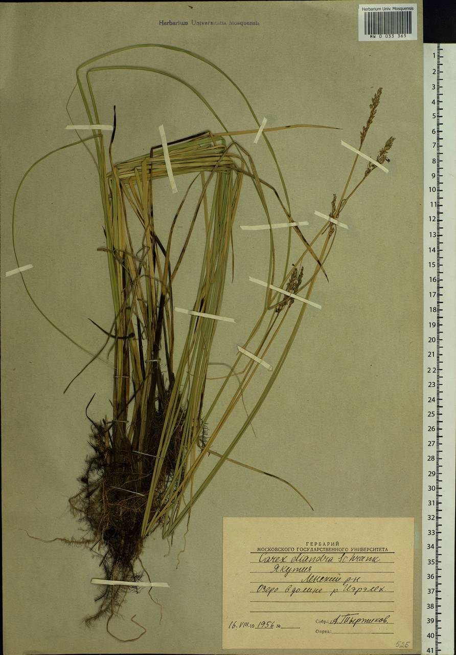 Carex diandra Schrank, Siberia, Yakutia (S5) (Russia)