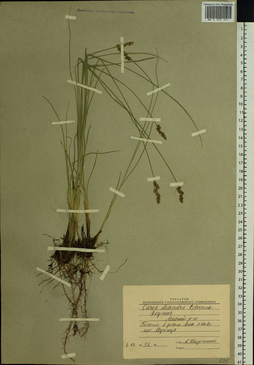 Carex diandra Schrank, Siberia, Yakutia (S5) (Russia)