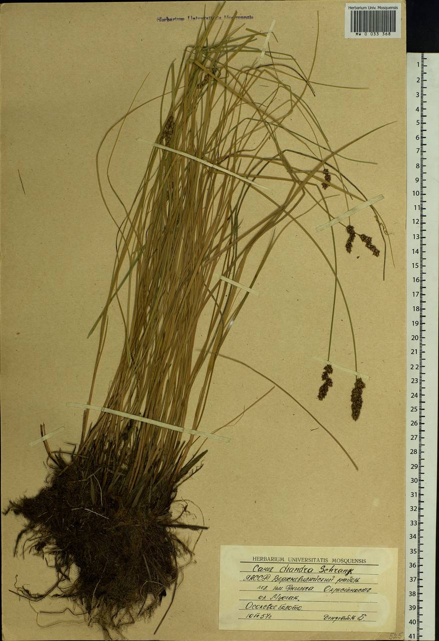 Carex diandra Schrank, Siberia, Yakutia (S5) (Russia)