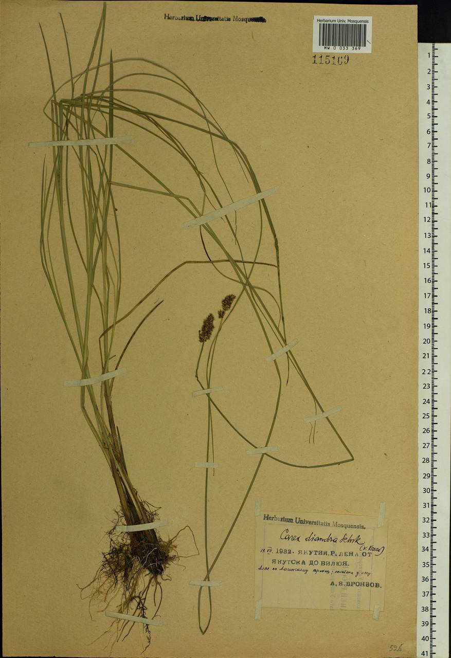 Carex diandra Schrank, Siberia, Yakutia (S5) (Russia)