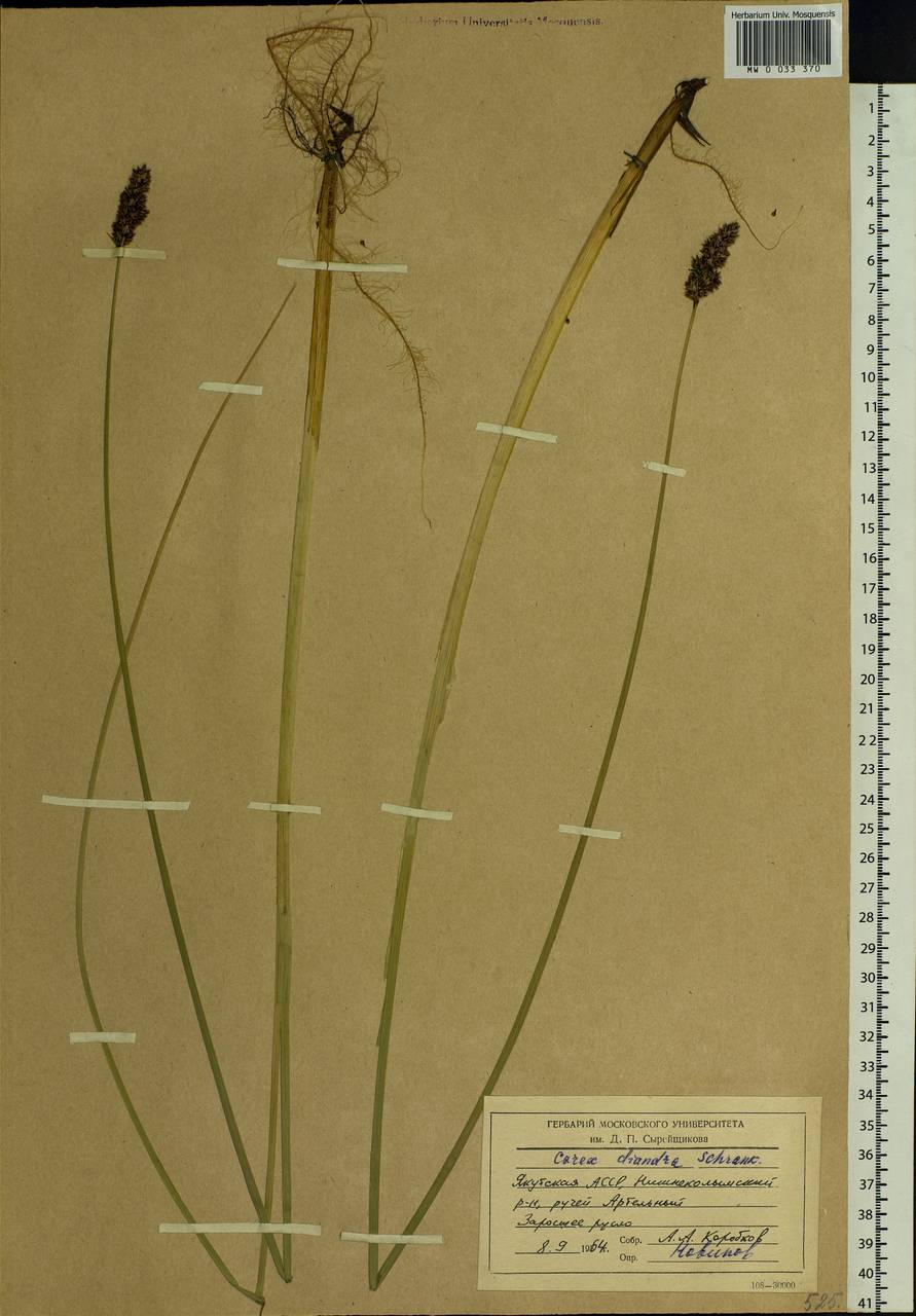 Carex diandra Schrank, Siberia, Yakutia (S5) (Russia)