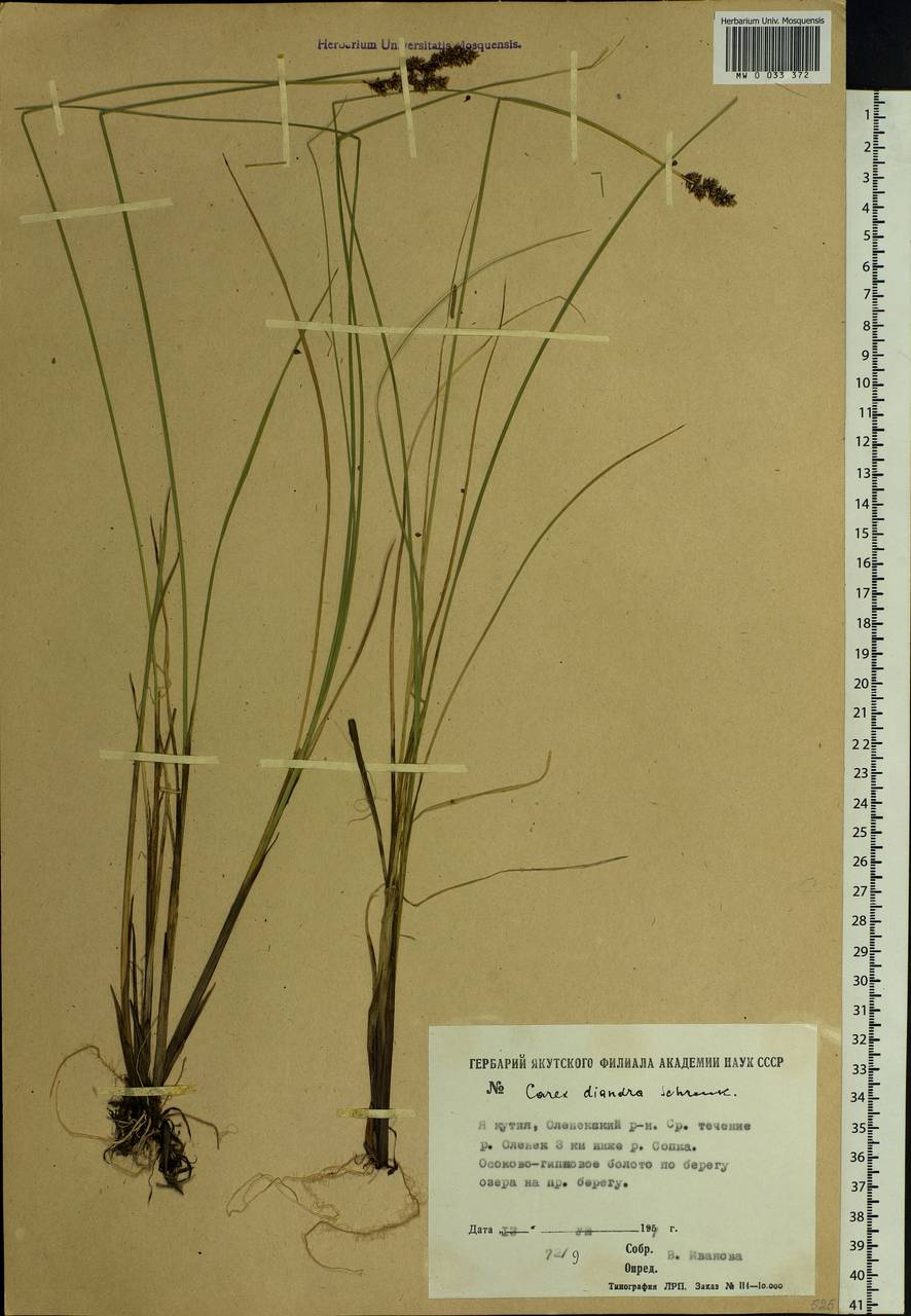 Carex diandra Schrank, Siberia, Yakutia (S5) (Russia)