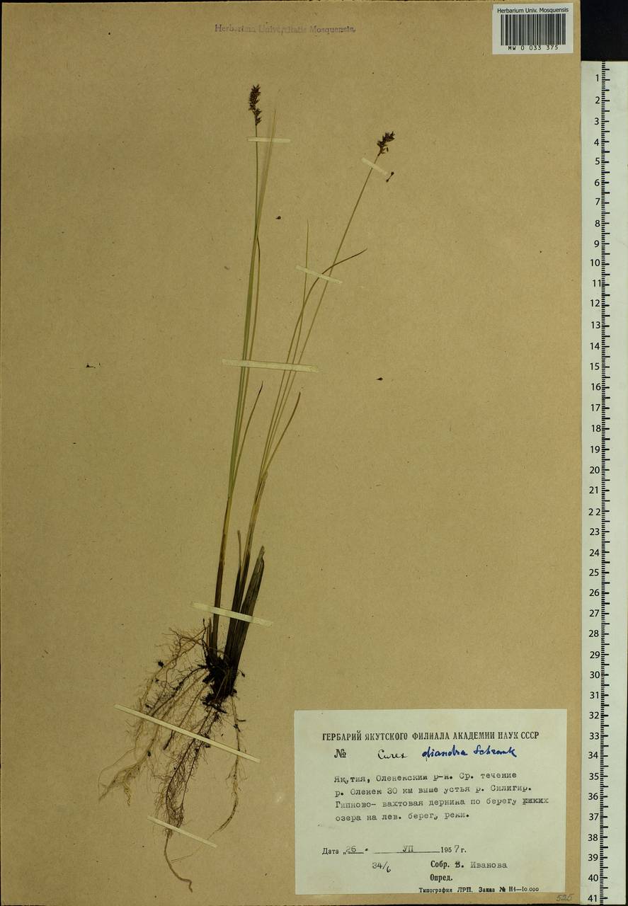 Carex diandra Schrank, Siberia, Yakutia (S5) (Russia)