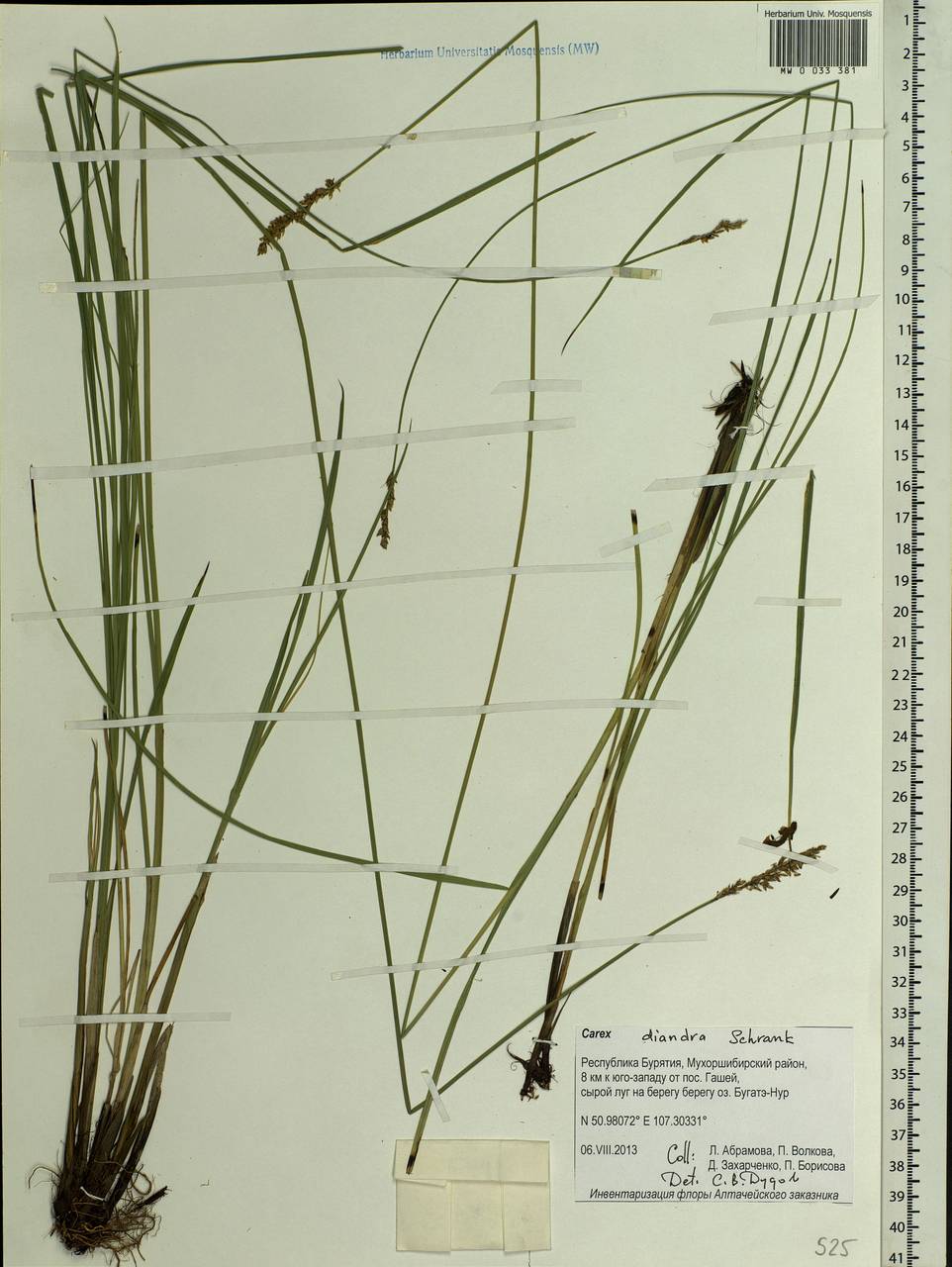 Carex diandra Schrank, Siberia, Baikal & Transbaikal region (S4) (Russia)