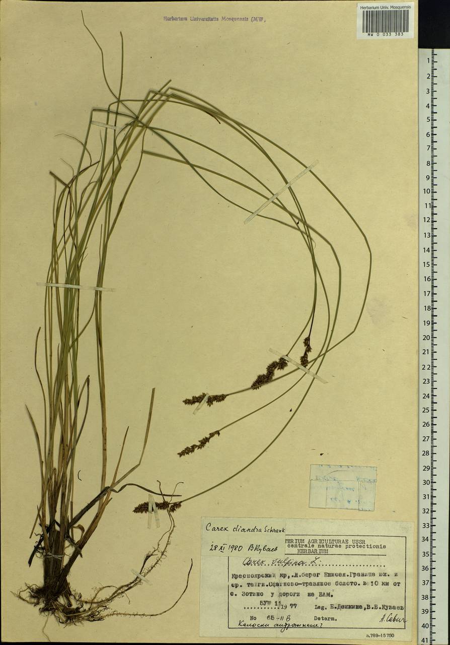Carex diandra Schrank, Siberia, Central Siberia (S3) (Russia)