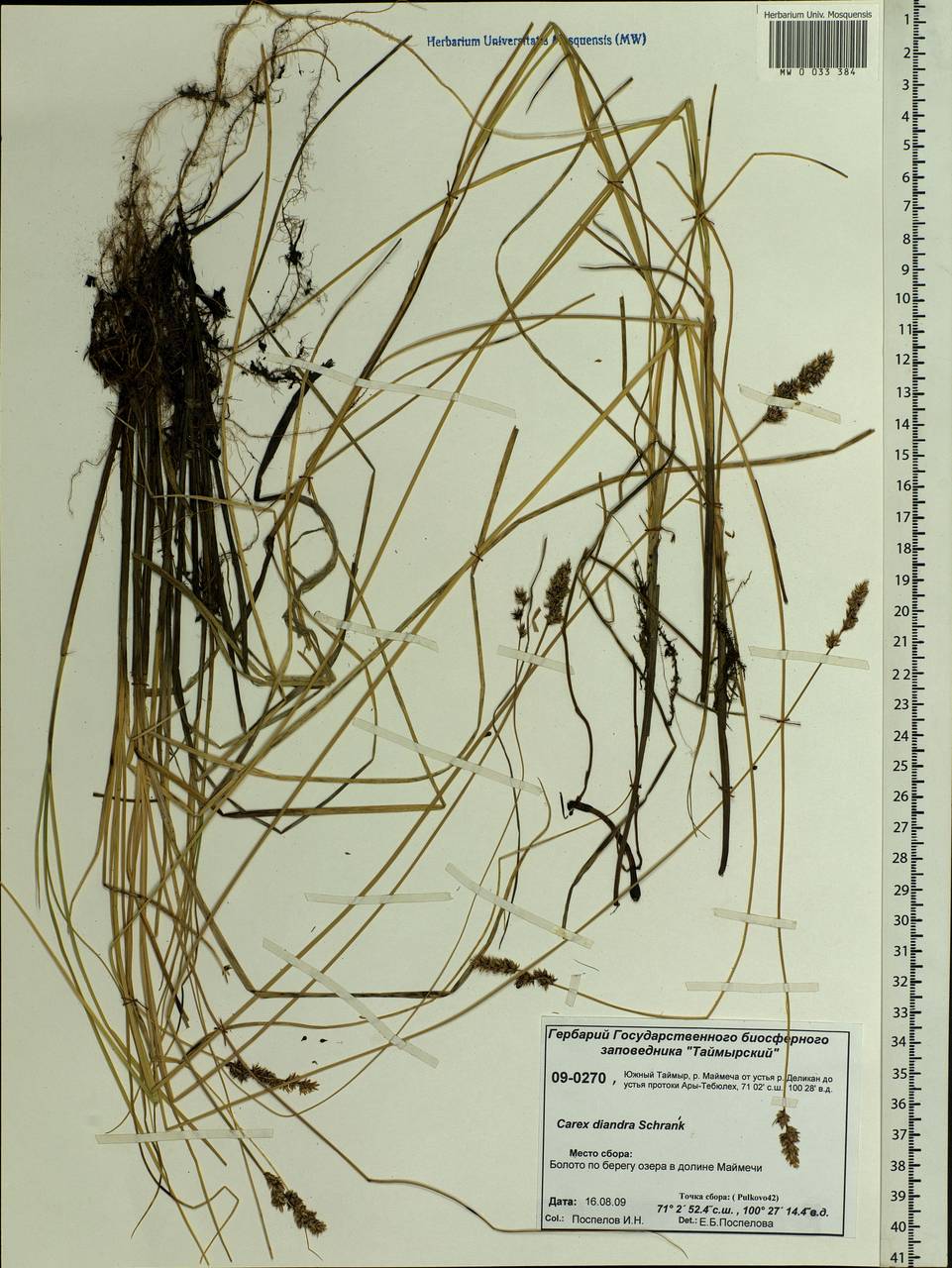 Carex diandra Schrank, Siberia, Central Siberia (S3) (Russia)