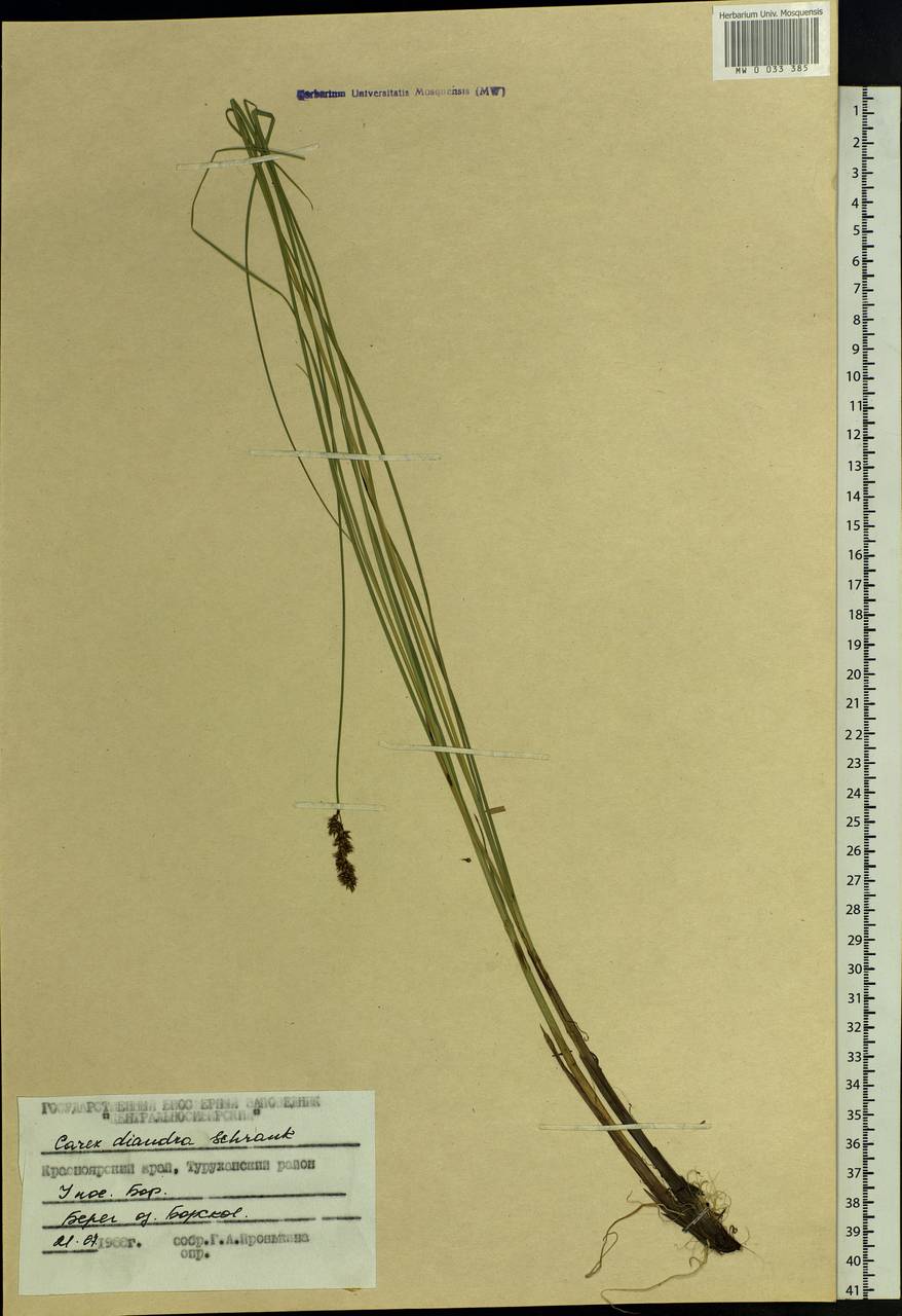 Carex diandra Schrank, Siberia, Central Siberia (S3) (Russia)