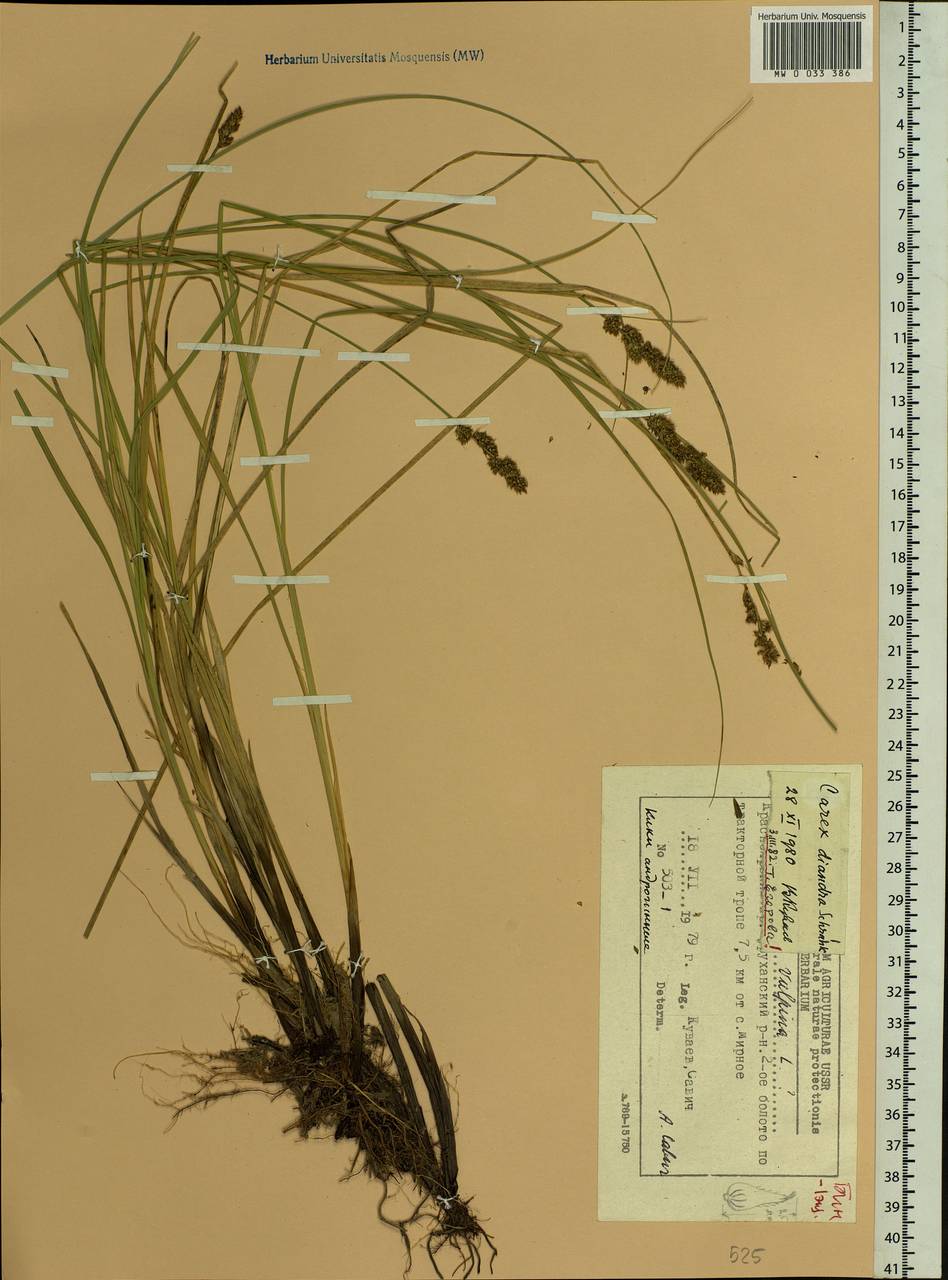 Carex diandra Schrank, Siberia, Central Siberia (S3) (Russia)