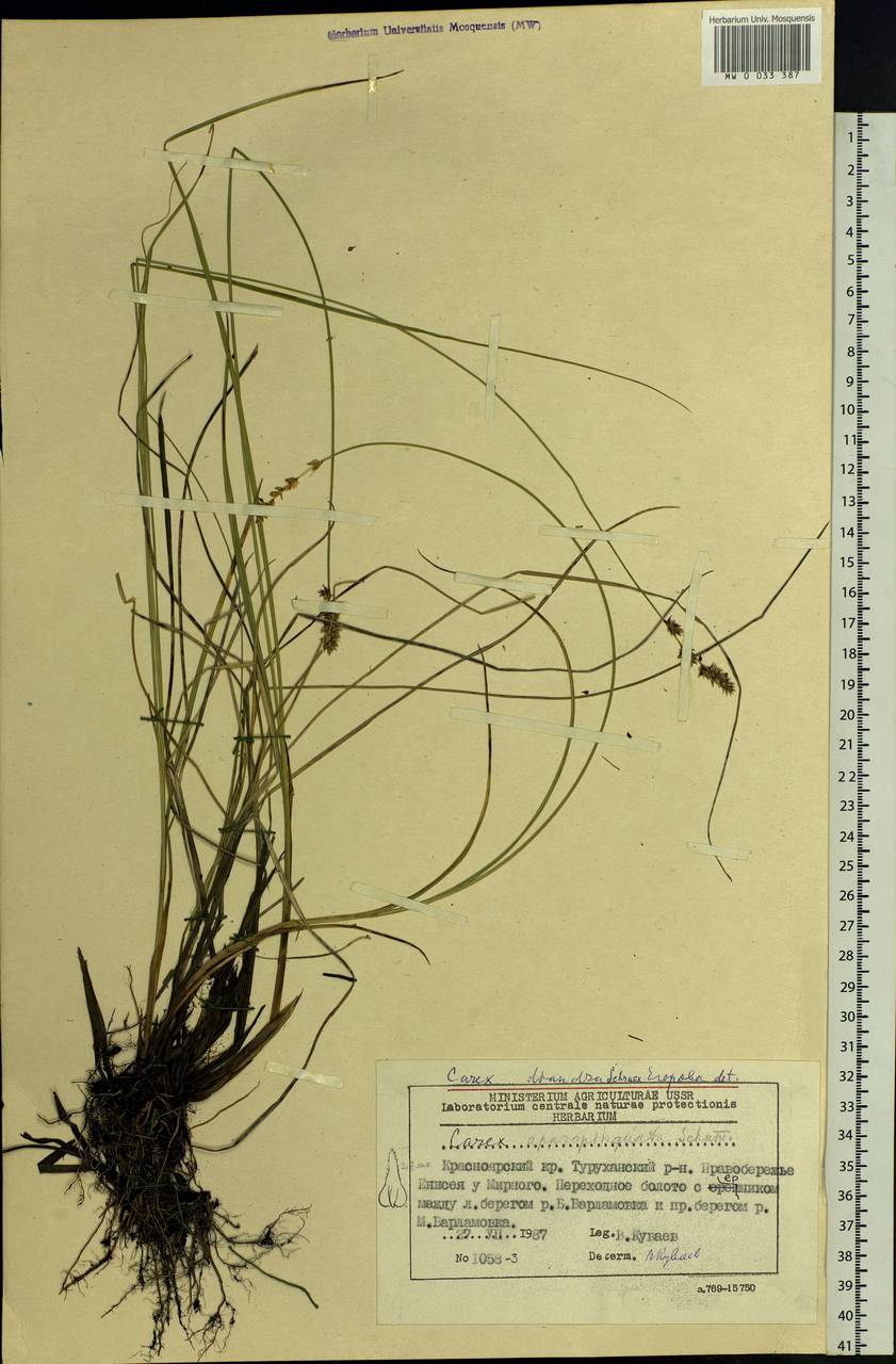 Carex diandra Schrank, Siberia, Central Siberia (S3) (Russia)