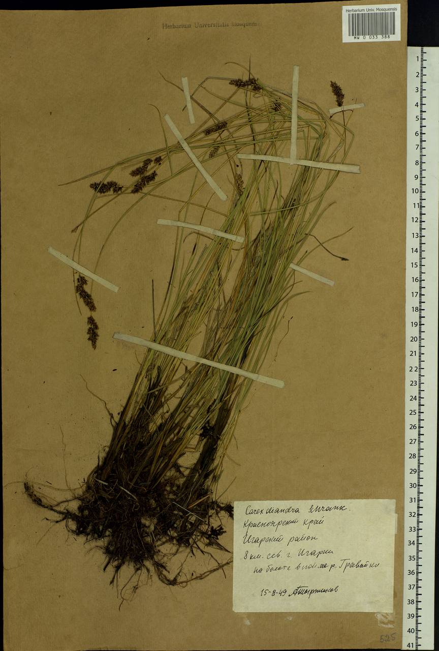 Carex diandra Schrank, Siberia, Central Siberia (S3) (Russia)