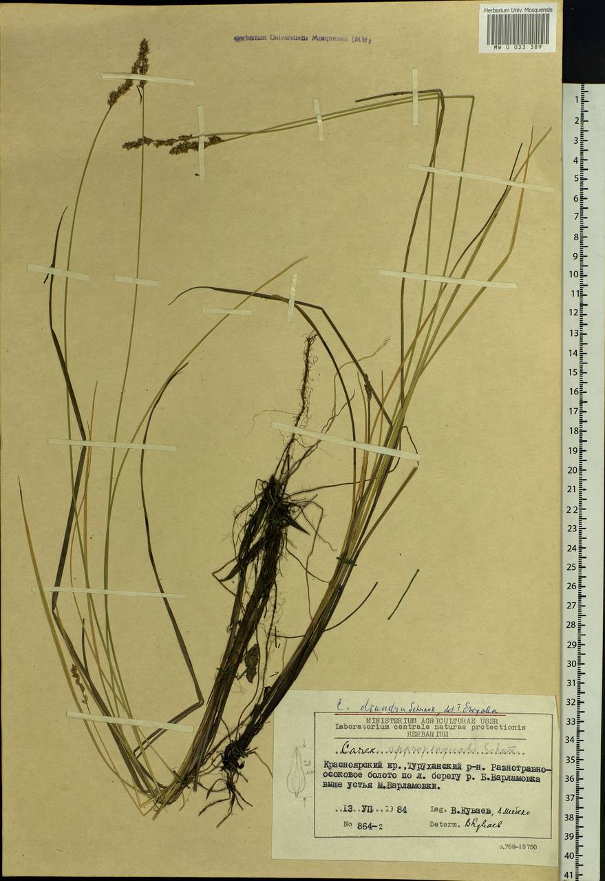 Carex diandra Schrank, Siberia, Central Siberia (S3) (Russia)