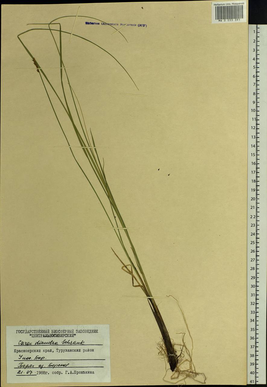 Carex diandra Schrank, Siberia, Central Siberia (S3) (Russia)