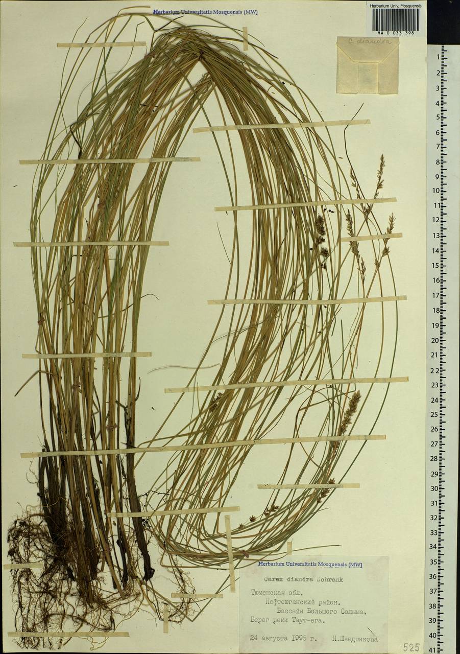 Carex diandra Schrank, Siberia, Western Siberia (S1) (Russia)