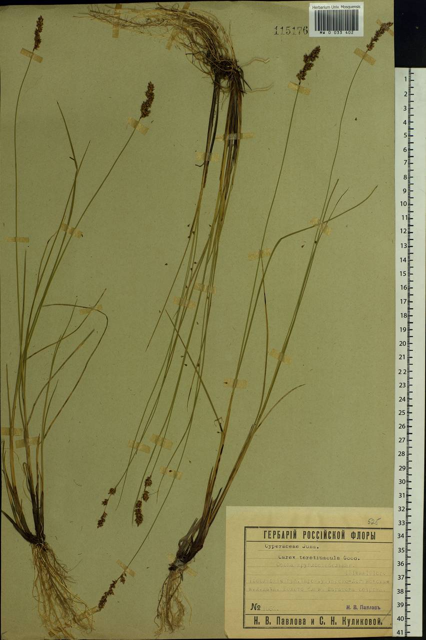 Carex diandra Schrank, Siberia, Western Siberia (S1) (Russia)