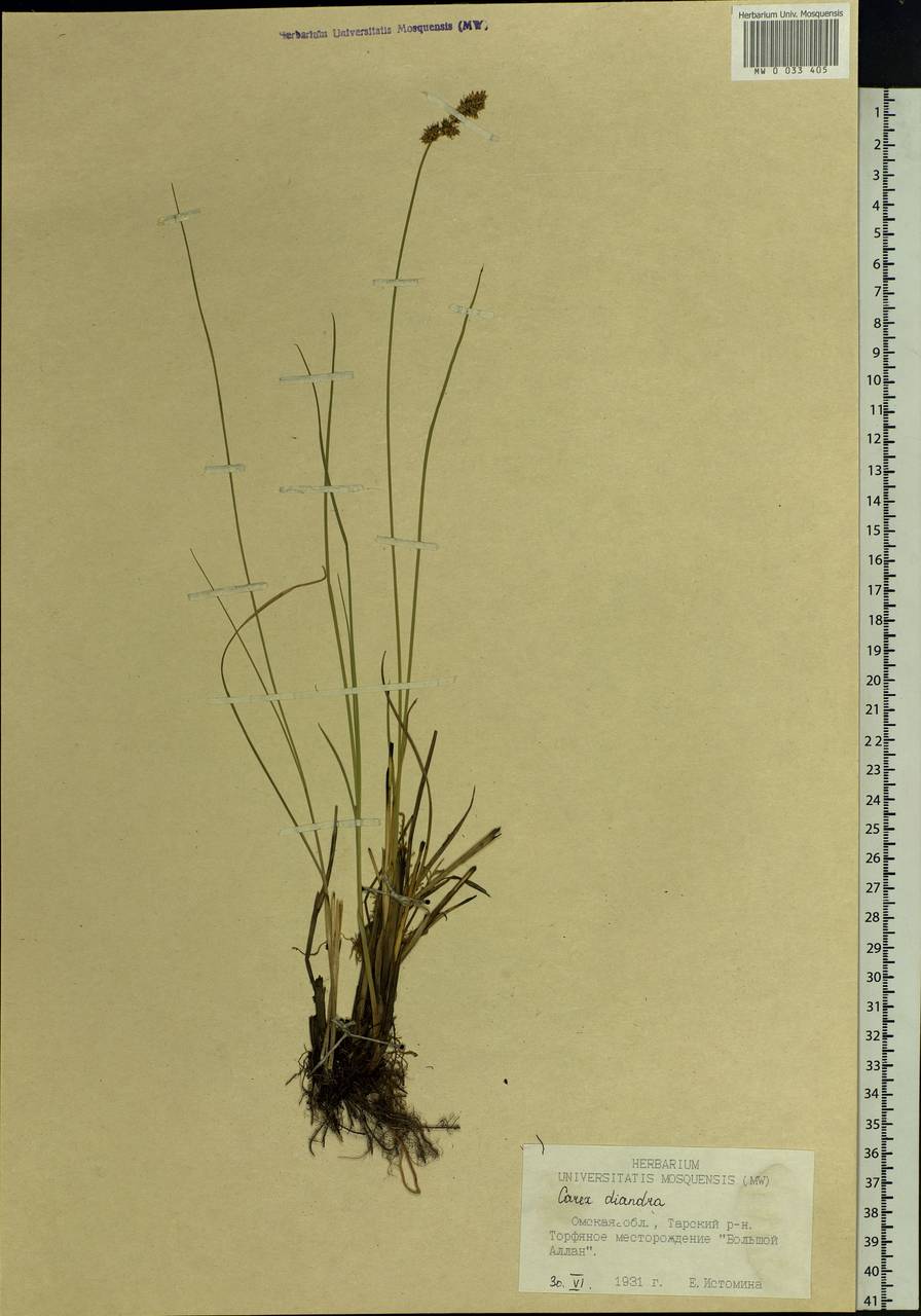 Carex diandra Schrank, Siberia, Western Siberia (S1) (Russia)