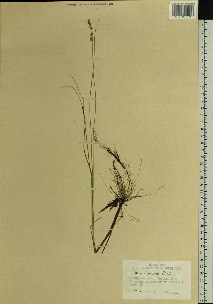 Carex diandra Schrank, Siberia, Western Siberia (S1) (Russia)