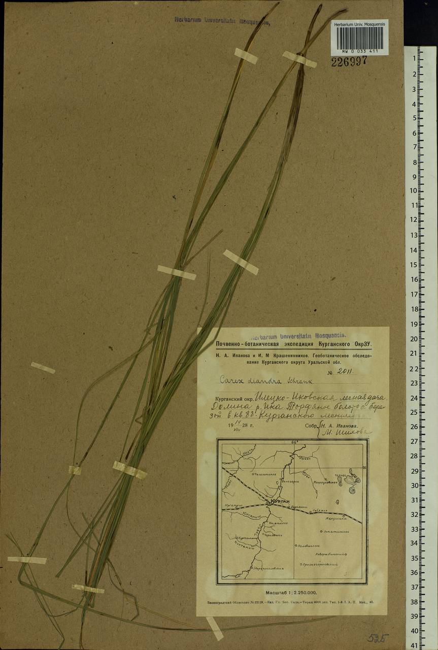 Carex diandra Schrank, Siberia, Western Siberia (S1) (Russia)
