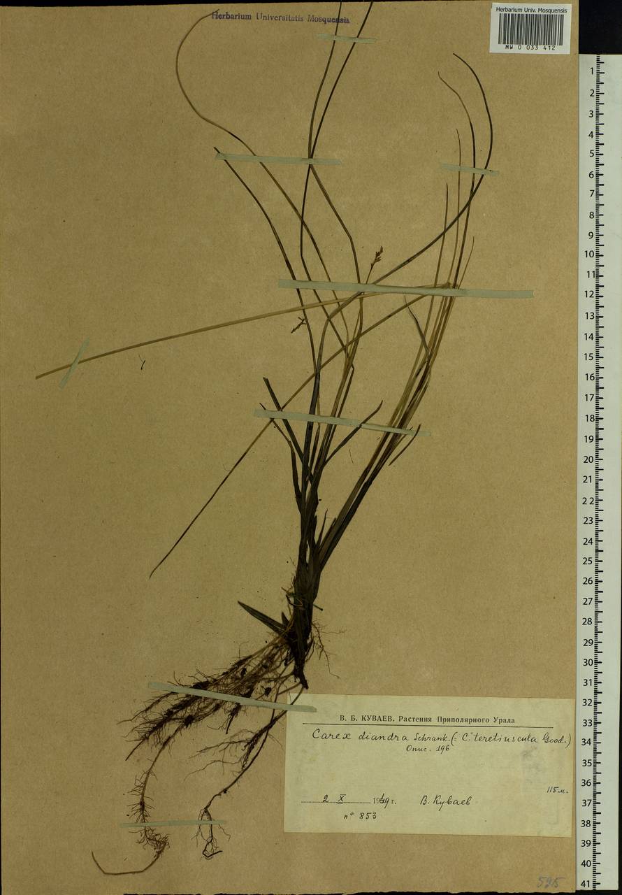 Carex diandra Schrank, Siberia, Western Siberia (S1) (Russia)