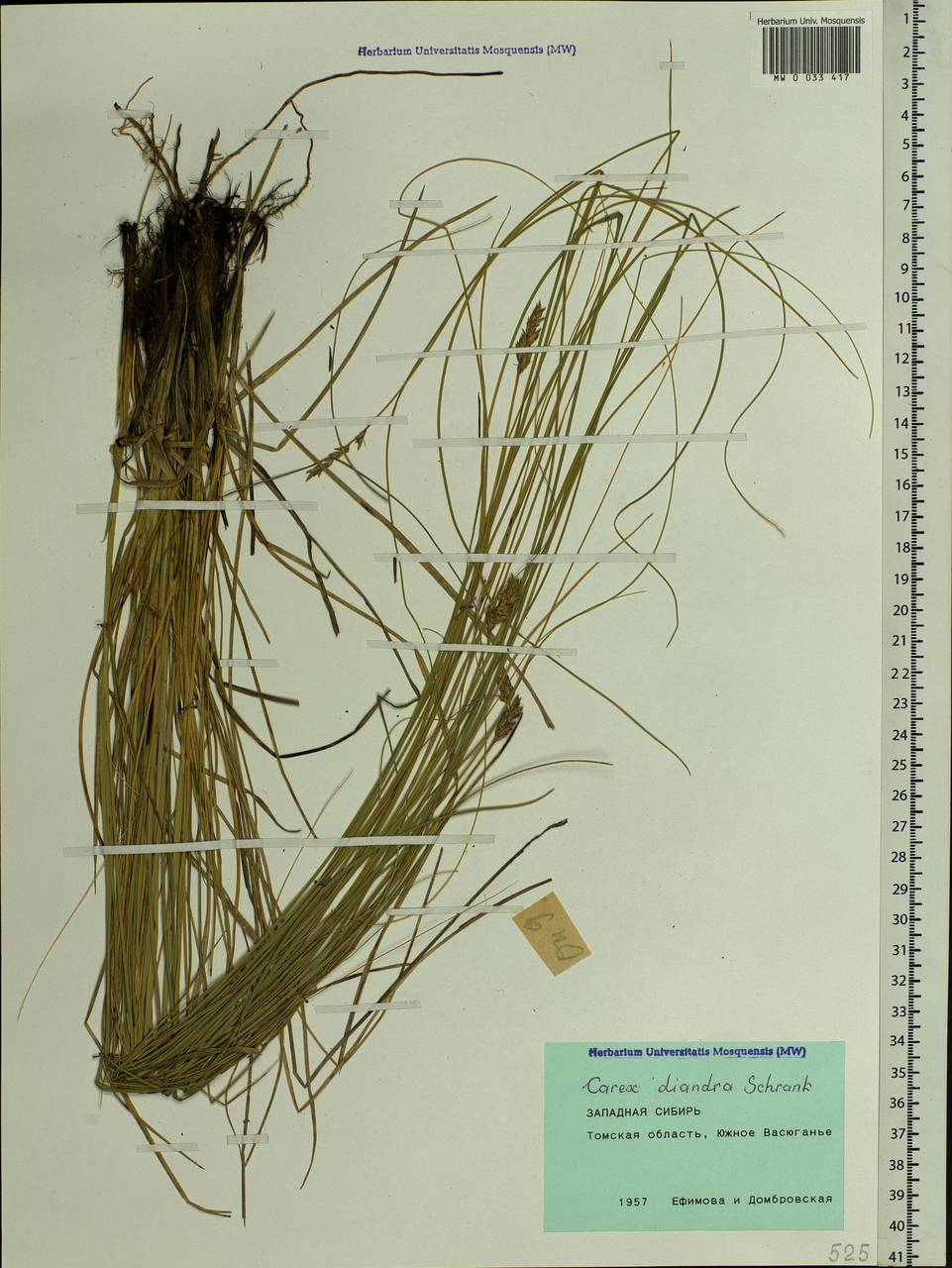 Carex diandra Schrank, Siberia, Western Siberia (S1) (Russia)